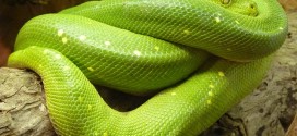 งูผสมพันธุ์กันอย่างไร วันนี้เราจะพาไปดูพฤติกรรมการสืบพันธุ์ของงูกัน