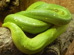 งูผสมพันธุ์กันอย่างไร วันนี้เราจะพาไปดูพฤติกรรมการสืบพันธุ์ของงูกัน